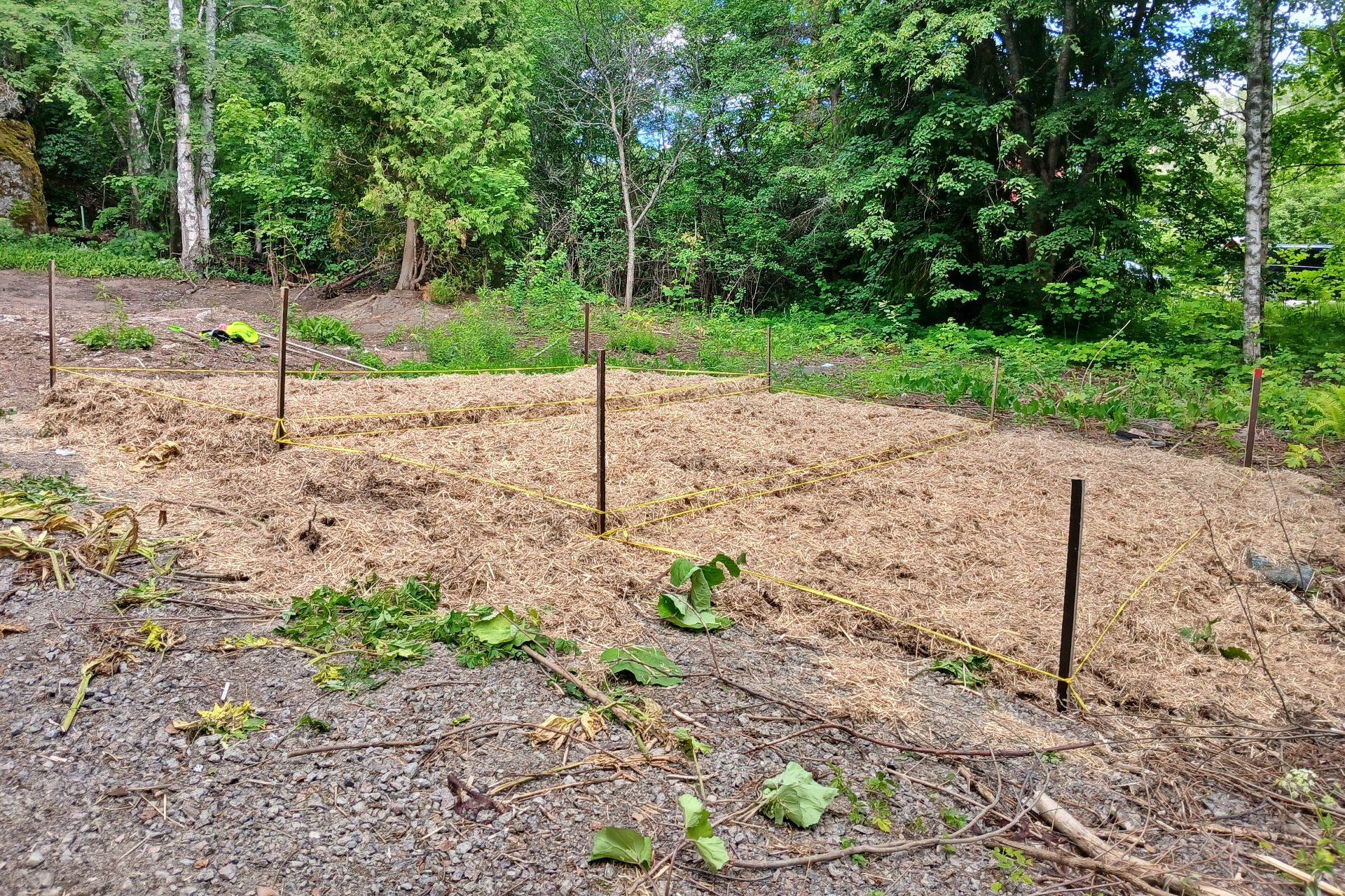 Järviruokokoealue, jolla testataan järviruokosilpun käyttämistä vieraslajien torjunnassa.