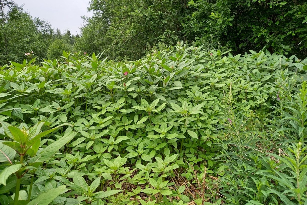 Jättipalsamikasvusto