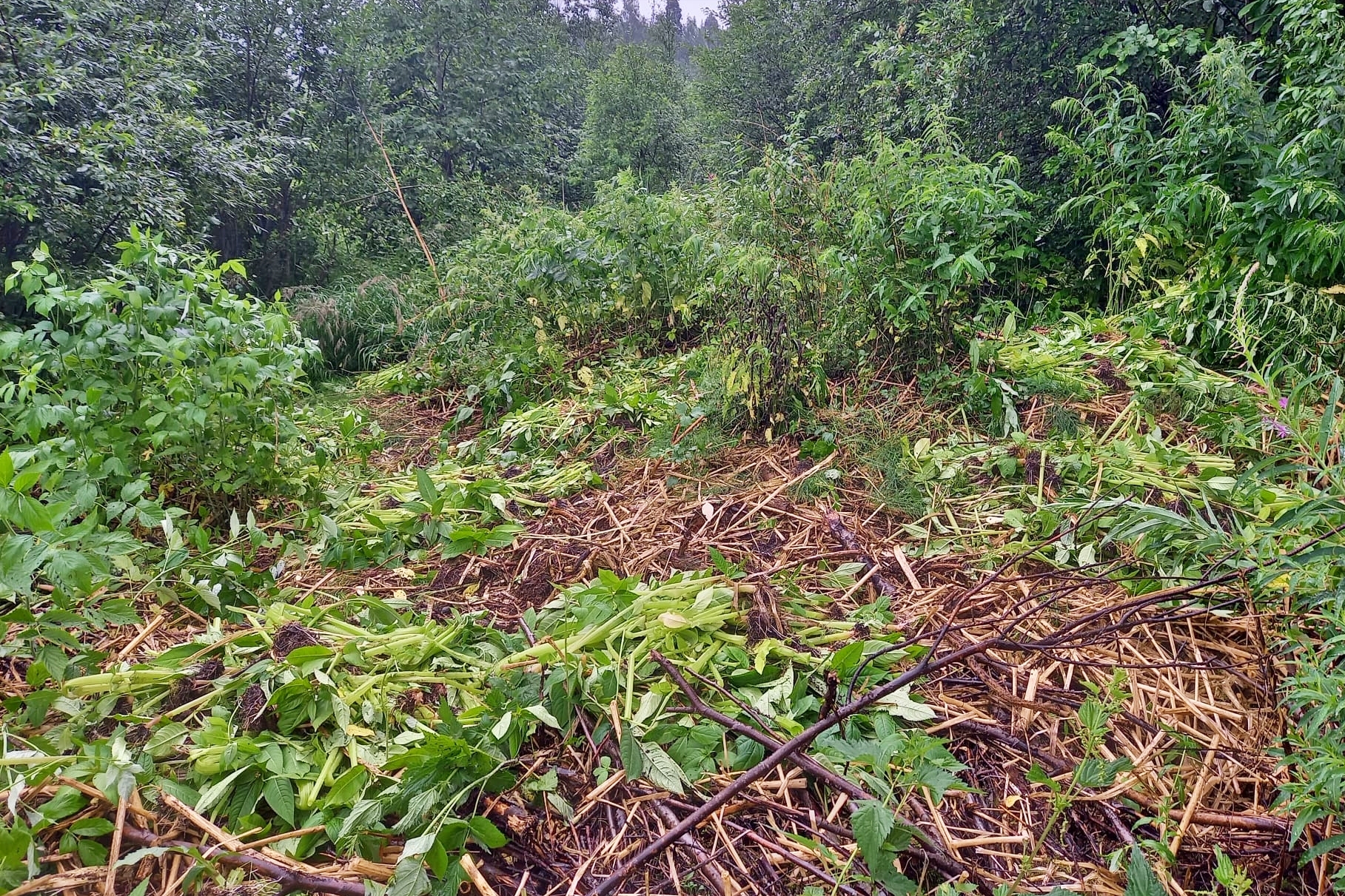 Jättipalsmikasvusto kitkettynä